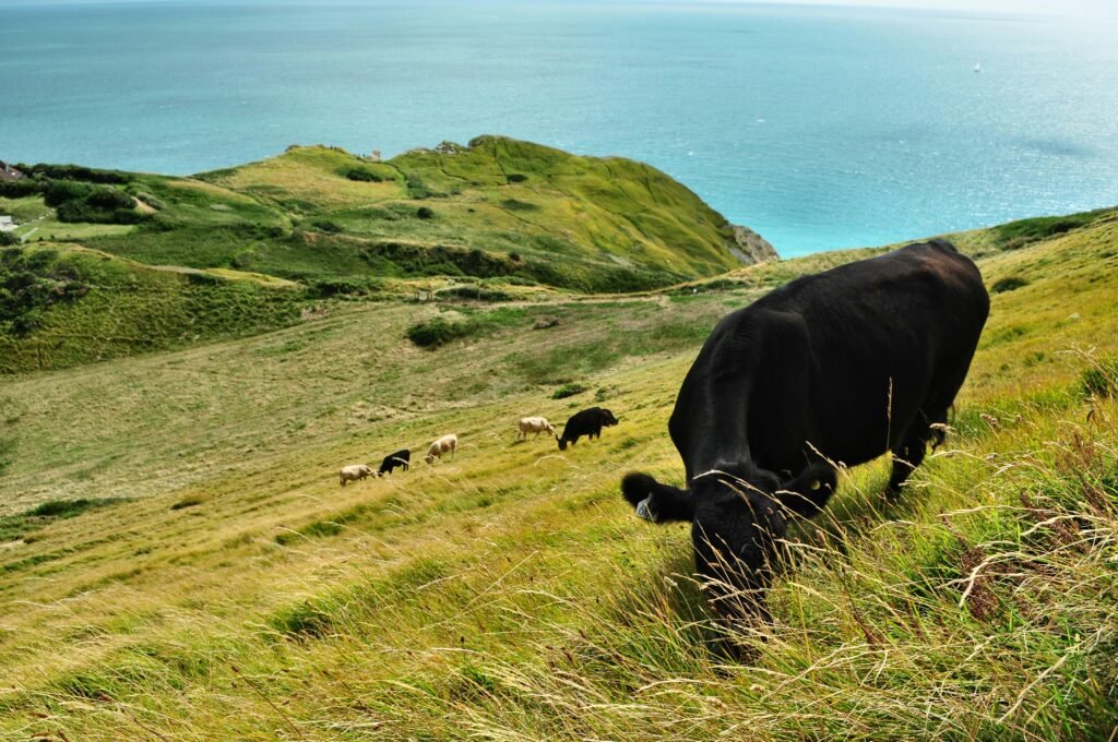 Cows Grazing in Luwlorth